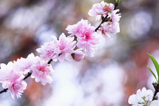 春の訪れを告げる桃の花 花,春,桃の写真素材