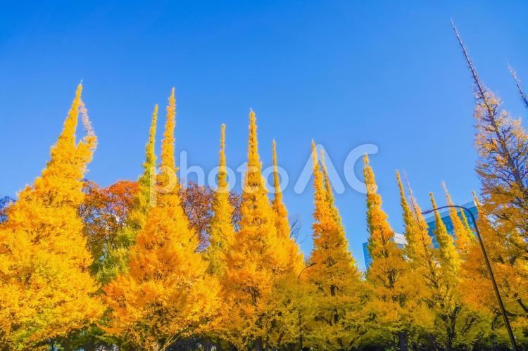 明治神宮外苑 いちょう並木 外苑前,イチョウ並木,紅葉の写真素材