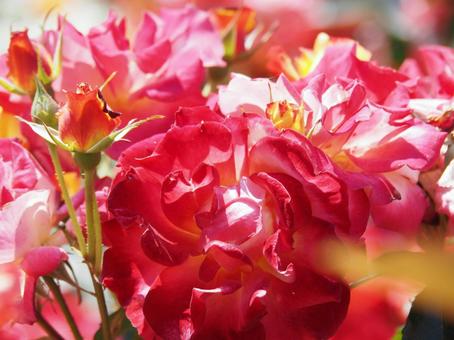薔薇 薔薇の写真