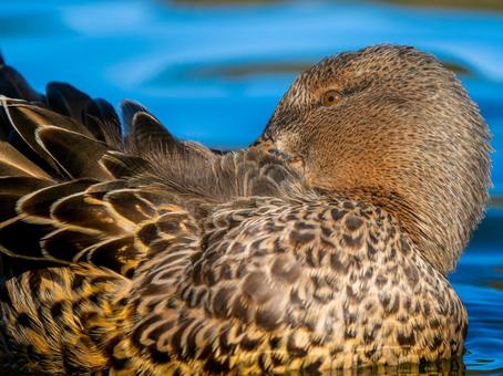 池を泳ぐハシビロガモ 池を泳ぐハシビロガモ ハシビロガモ,カモ,鴨の写真素材