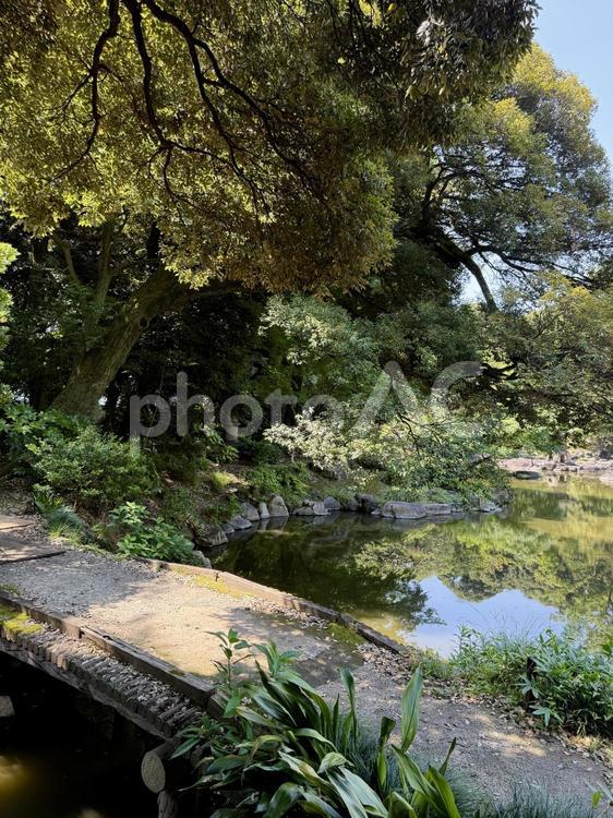 旧古河庭園　旧古河邸　日本庭園　7月 旧古河庭園,旧古河邸,池の写真素材