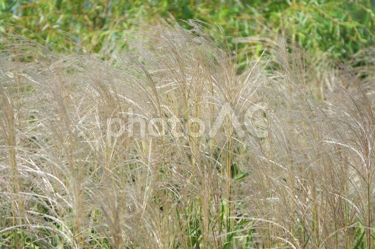 秋風になびくススキの穂　クローズアップ ススキ,すすき,芒の写真素材