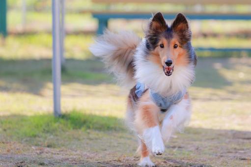 シェルティの写真