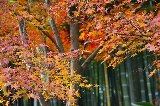 竹林と紅葉のコントラスト 竹林と紅葉のコントラスト 京都,紅葉,秋の写真素材