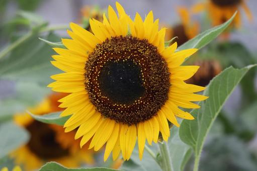 大きな黄色の花びらひまわりの花のアップ 大きな,黄色,花びらの写真素材