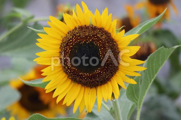 大きな黄色の花びらひまわりの花のアップ 大きな,黄色,花びらの写真素材