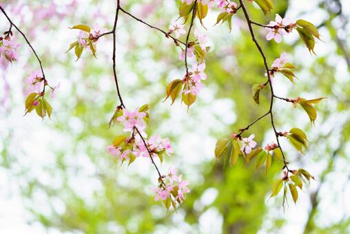 桜 桜の写真