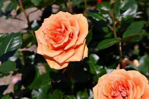 薔薇 アシュラム 薔薇 アシュラムの写真