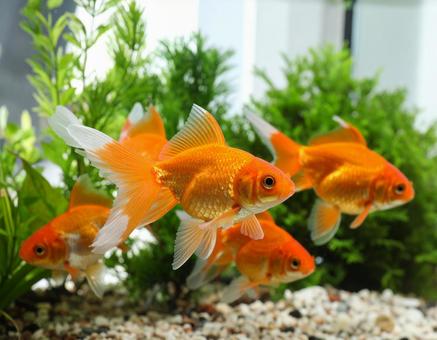 水草のある水槽で泳ぐ金魚 水草のある水槽で泳ぐ金魚の写真