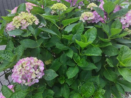 アジサイの花 あじさい,ピンク,きれいの写真素材