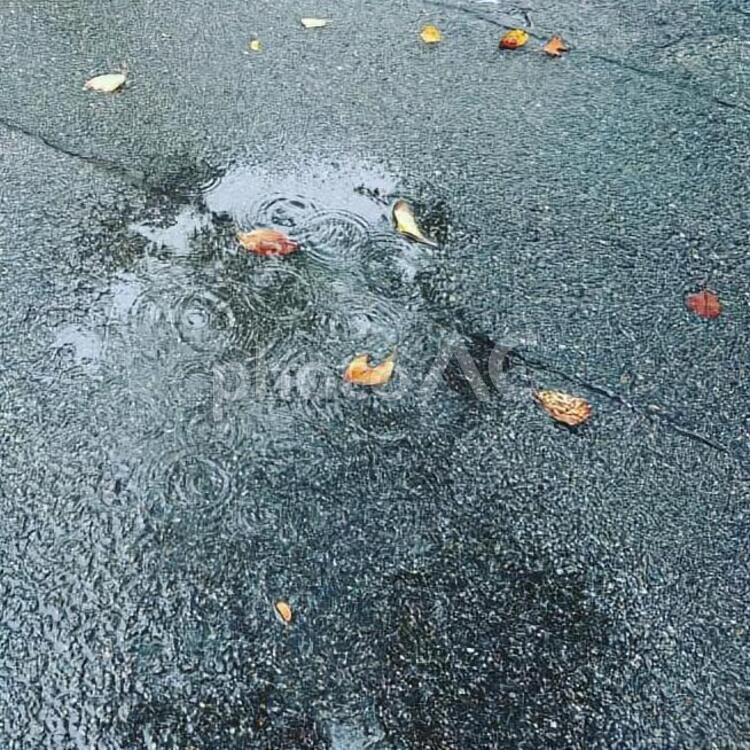 雨の日の落ち葉 瀝青,道路,ぬれたの写真素材