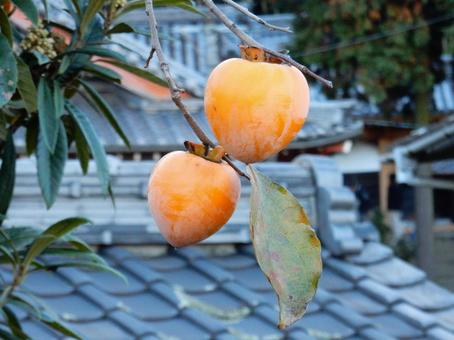 【風景写真】柿の実 柿,カキ,葉の写真素材