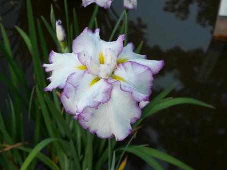 Iris flowers June, JPG Iris flowers June, JPG