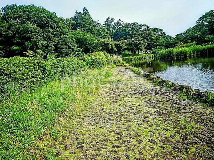 緑豊かな水辺　野外　晴れ 外,野外,屋外の写真素材