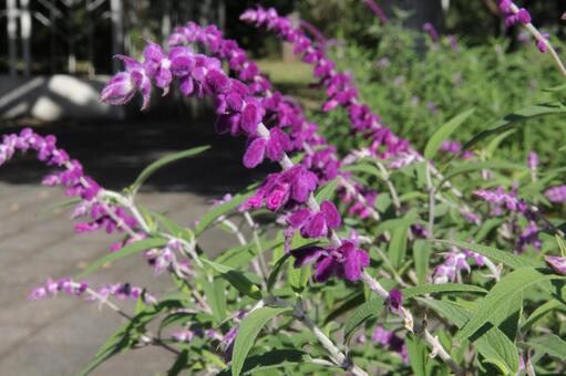 セージ　咲く風景 セージ,芳香,合弁花の写真素材