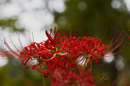 玉ボケを背景に咲く曲線が美しい赤い彼岸花 玉ボケを背景に咲く曲線が美しい赤い彼岸花 彼岸花,曼珠沙華,花の写真素材