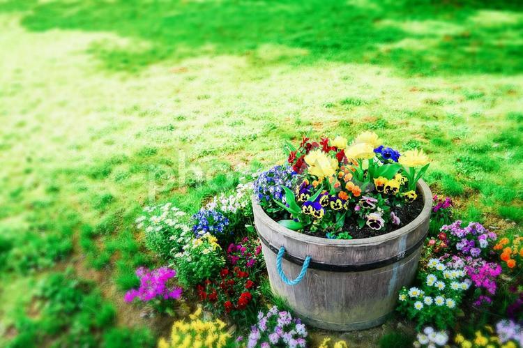 陽だまりの芝生とナチュラルな鉢植えの背景 芝生,花,春の写真素材