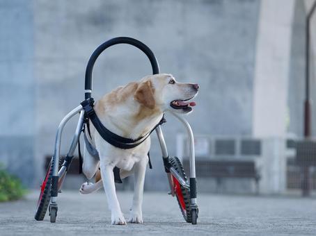 車椅子のお散歩ラブラドール 車椅子のお散歩ラブラドール 犬,ラブラドール,ラブラドールレトリバーの写真素材