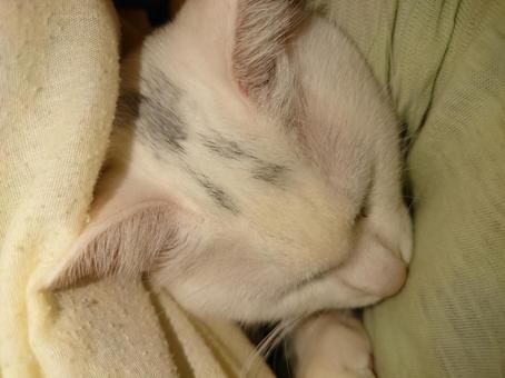 猫の頭頂部 ねこ,猫,頭頂部の写真素材