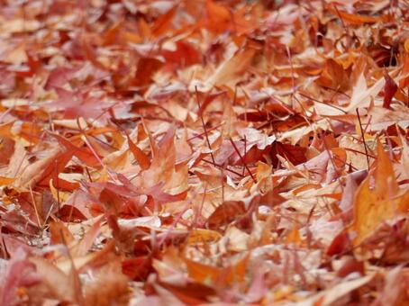 【風景写真】晩秋の風景 落ち葉,植物,季節の写真素材