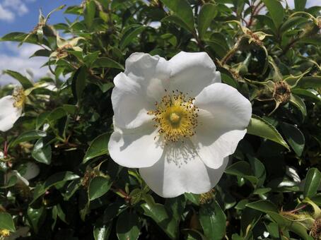 花壇の花 花壇,花,バラ科の写真素材