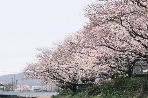 満開の桜と河川敷の写真