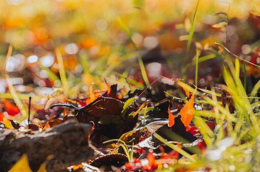 秋のきらめき草の間に光る落ち葉と玉ボケ 落ち葉,紅葉,葉の写真素材
