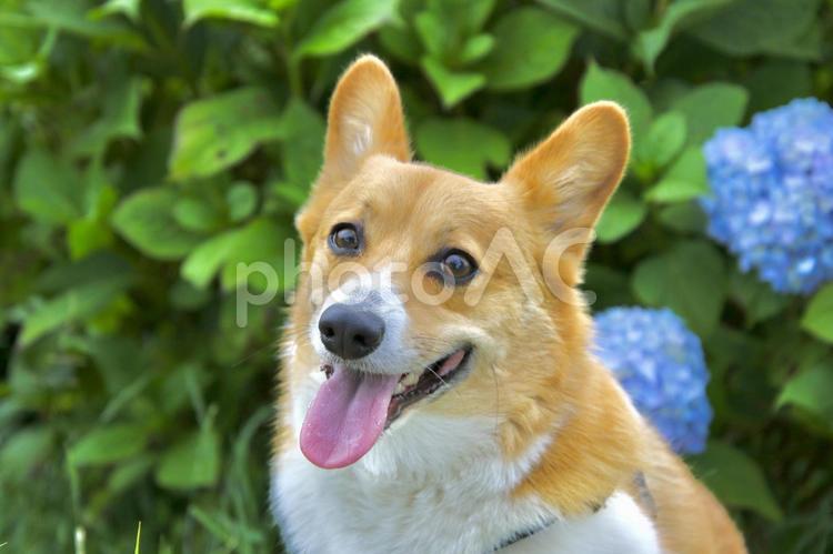 アジサイとコーギー 犬,コーギー,アジサイの写真素材