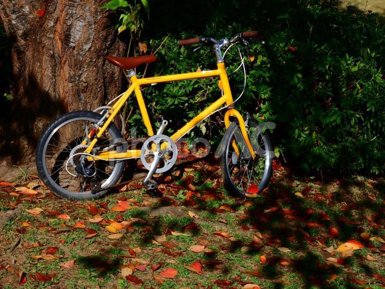 木漏れ日に佇む自転車 自転車,木漏れ日,秋の写真素材