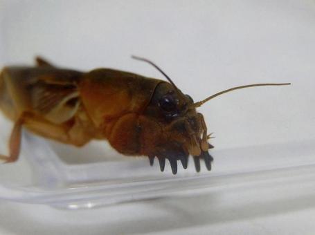 【昆虫写真】ケラ(螻蛄) 【昆虫写真】ケラ(螻蛄) の写真
