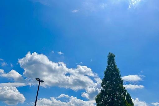青空と木とライト 青空と木とライトの写真