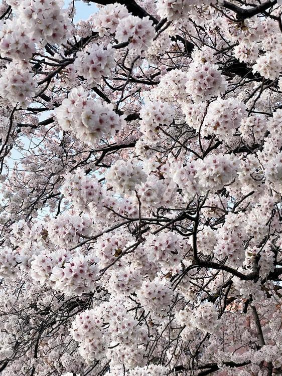 桜の花の背景素材 木,自然,屋外での写真素材