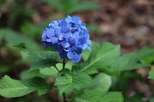 鮮やかな青い紫陽花 紫陽花,あじさい,青の写真素材