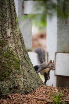 ガニ股のエゾリス ガニ股のエゾリスの写真