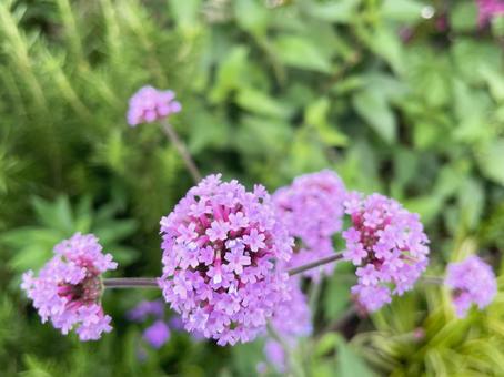 優雅に咲く三尺バーベナの紫の花 優雅に咲く三尺バーベナの紫の花 三尺バーベナ,バーベナ・ボナリエンシス,花の写真素材
