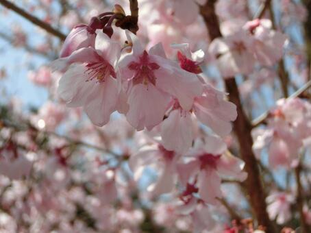 桜 桜の写真