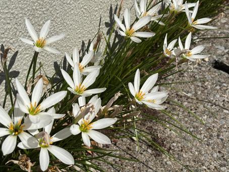 白い花 白い花の写真