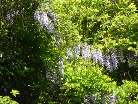 高台の岩場に咲いた藤の花 高台の岩場に咲いた藤の花 藤,花,木の写真素材
