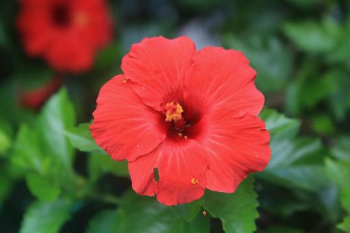 ハワイの花、ハイビスカス満開 ハワイの花、ハイビスカス満開の写真