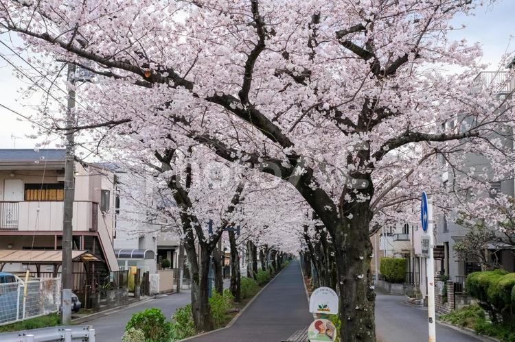 武蔵浦和の遊歩道の桜 武蔵浦和,桜,花見の写真素材