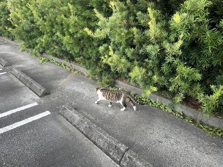 駐車場の猫15 駐車場の猫15の写真