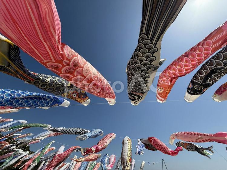 こいのぼり こどもの日,こい,泳ぐの写真素材