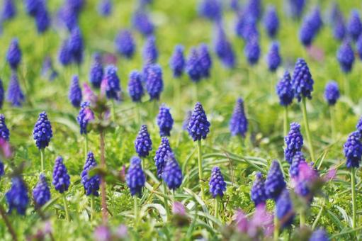 Blue Flower, JPG