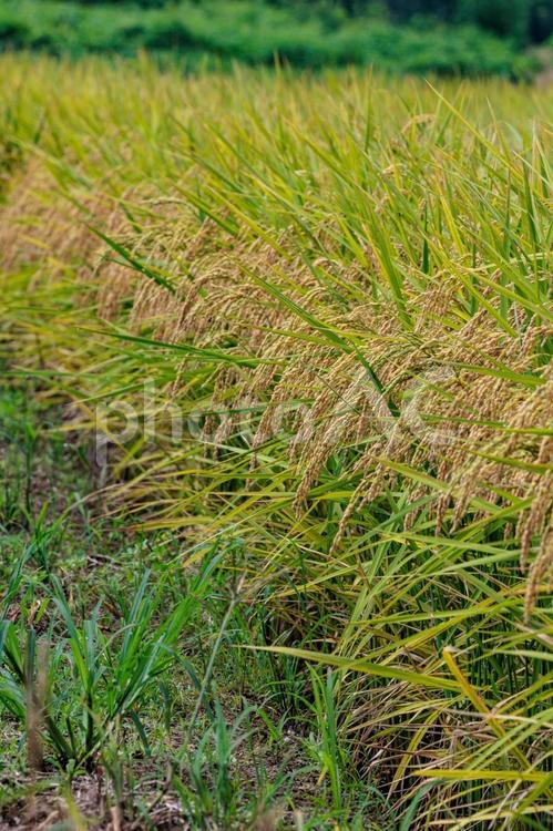 収穫間近で垂れ下がった稲穂 稲,作物,穀物の写真素材