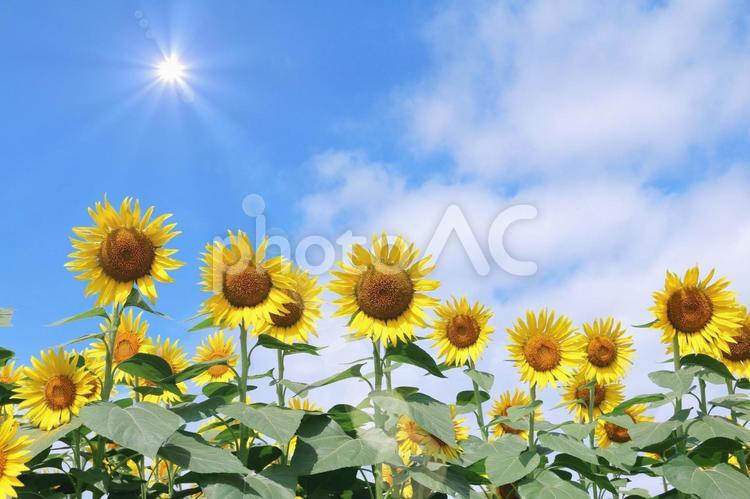 ひまわり畑　夏の景色 ひまわり,夏,ひまわり畑の写真素材