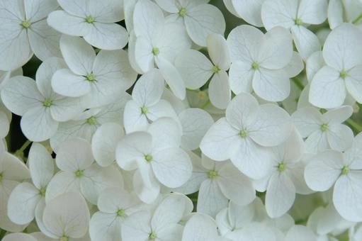 テクスチャーアジサイ テクスチャーアジサイ 紫陽花,植物,クローズアップの写真素材