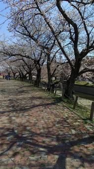 桜並木 桜並木の写真