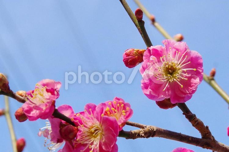 梅の花のズームアップ（八重寒梅） 梅の花,梅,花の写真素材