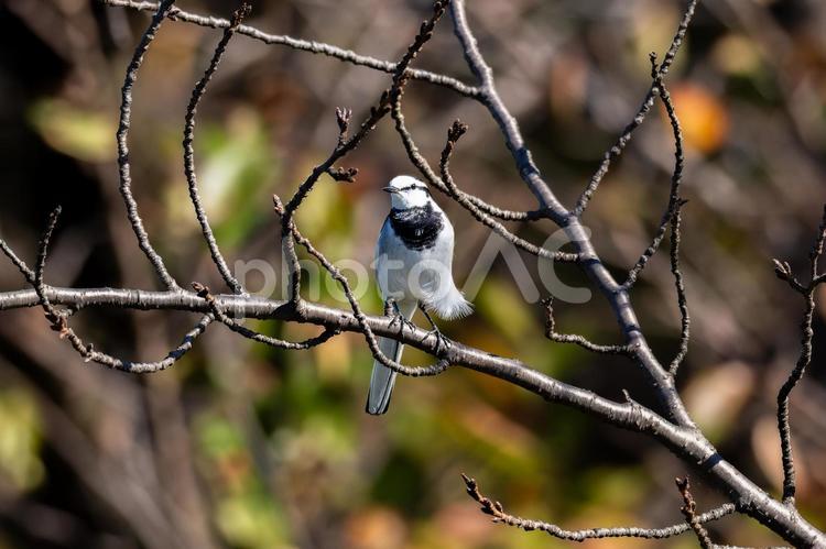 木の枝にとまるハクセキレイ 野鳥,野鳥観察,バードウォッチングの写真素材