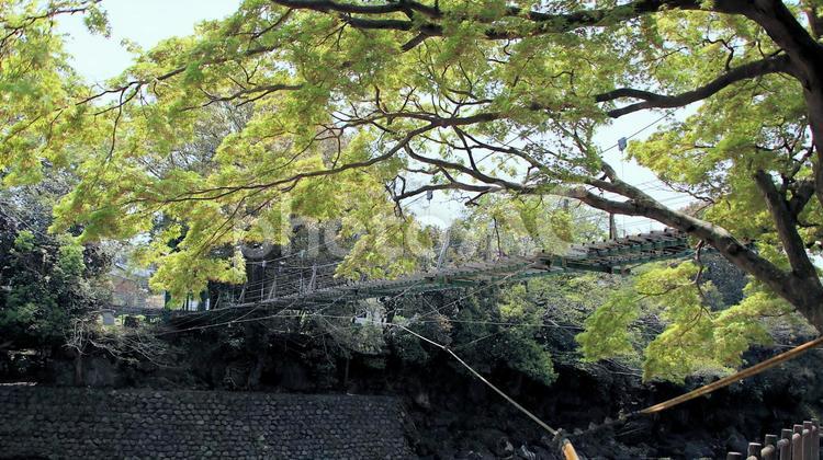 新緑の季節を向かえた五竜のかけはし 吊り橋,五竜のかけはし,河川の写真素材